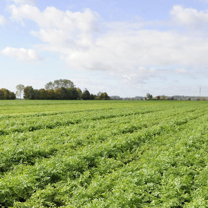 Knorr Creamy Chicken Rice Side – Clean-Label Comfort Dish for Mindful Weeknight Dinners
