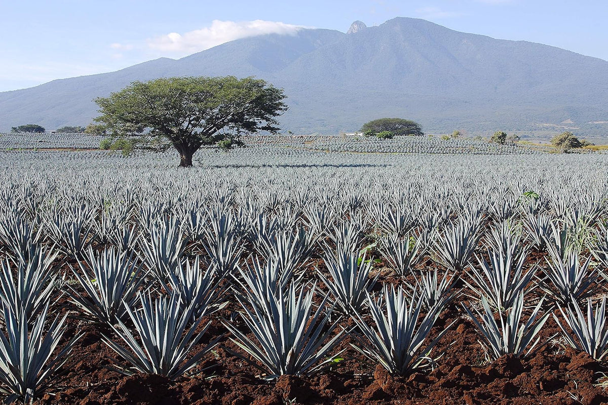 Madhava Pure Blue Agave Syrup – Low-Glycemic Pantry Staple for Clean-Eating Wellness Kitchens